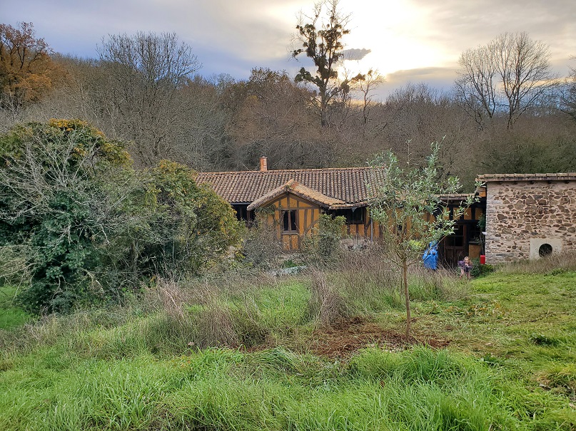 Plantation de l’olivier