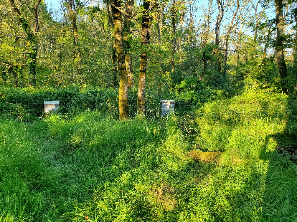 Ruches en habitat partagé