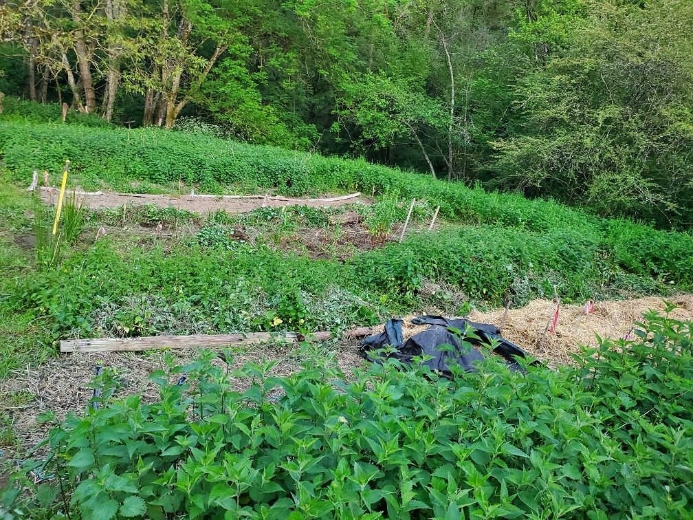 Potager et semis : c’est maintenant