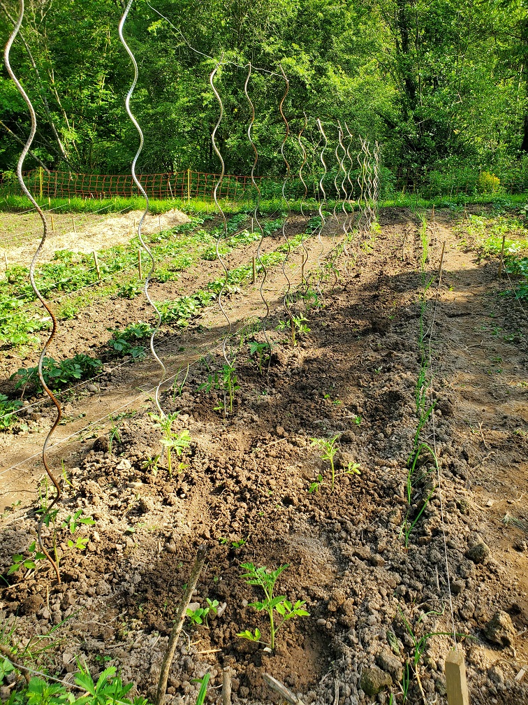 Plantation de tomates dans le potager en syntropie