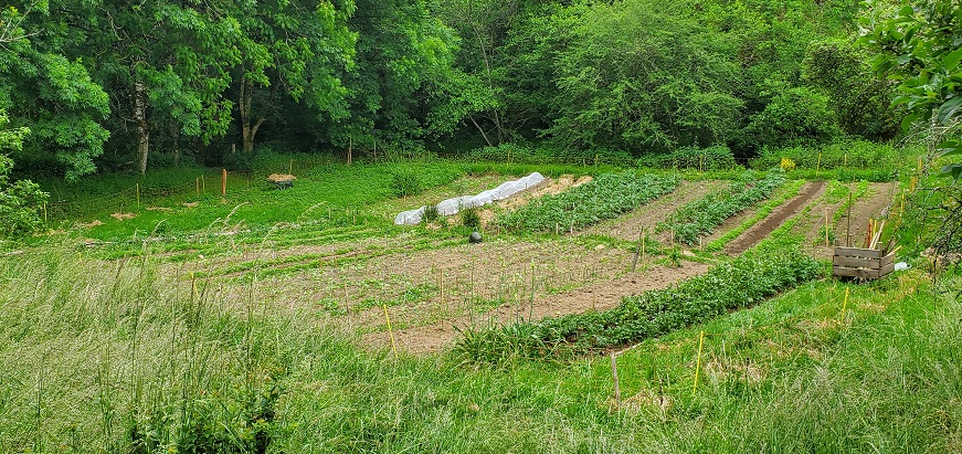 Potager en syntropie : partie 2