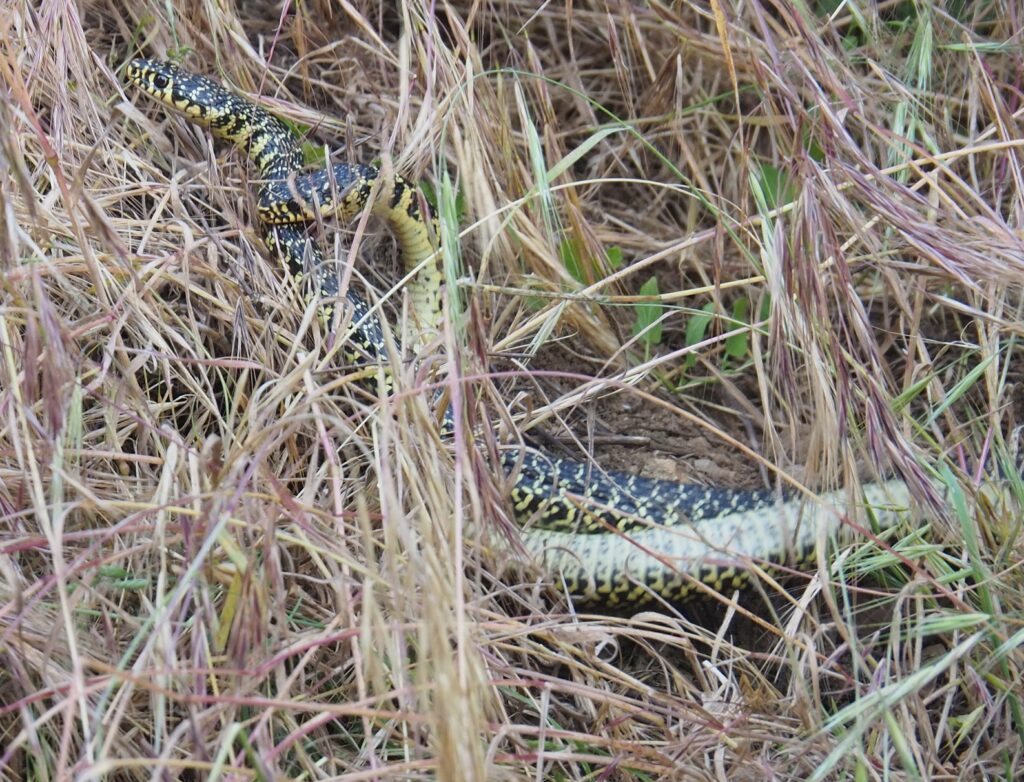 serpent vert jaune couleuvre accouplement