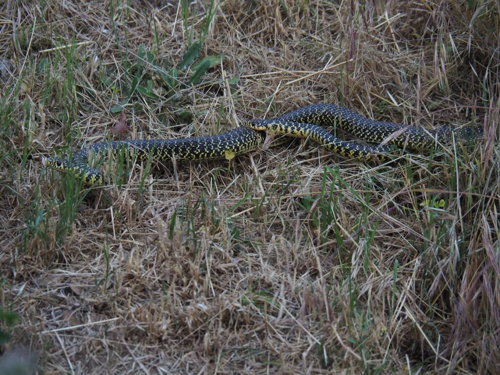 serpent vert jaune couleuvre accouplement