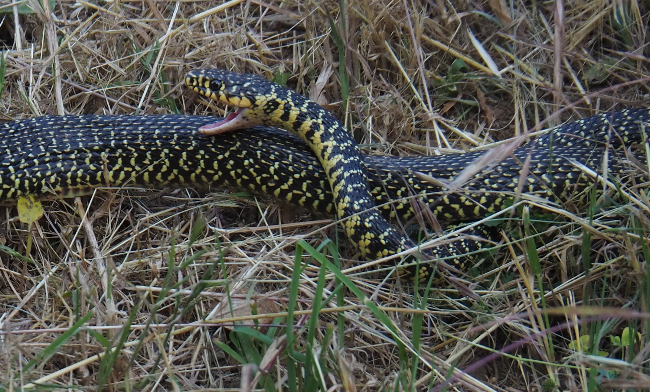Serpent vert jaune