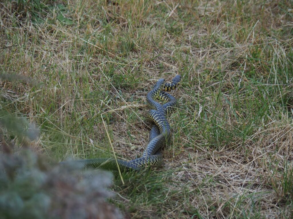 serpent vert jaune couleuvre accouplement