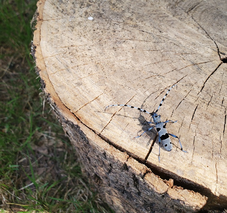 La rosalie des Alpes : biodiversité
