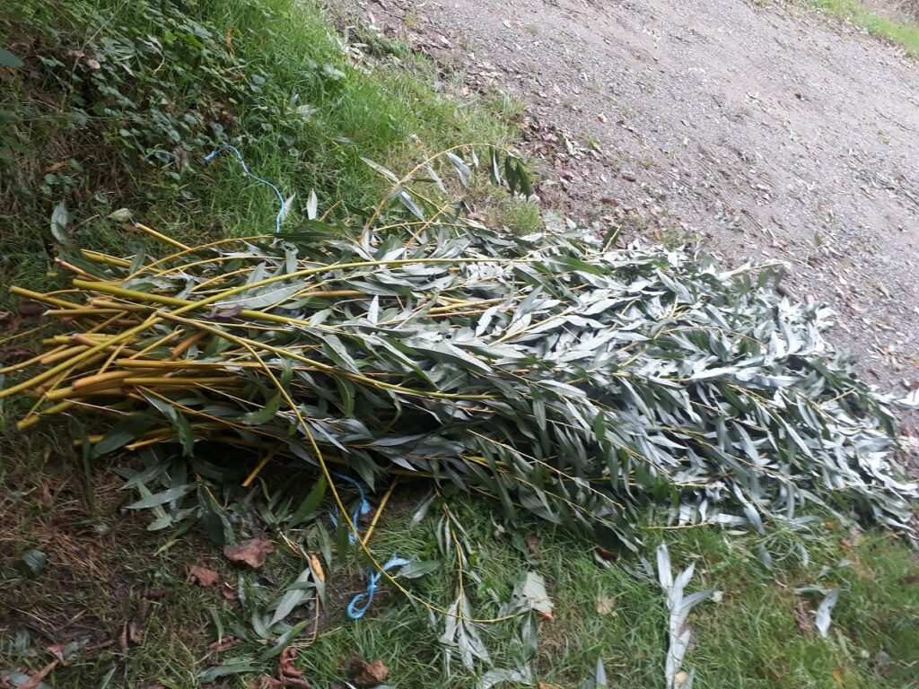 brins de Saule à tresser