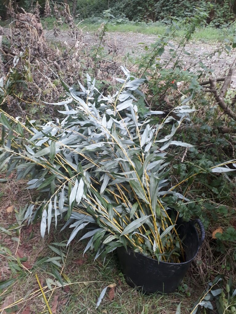 jeunes pousses de Saule