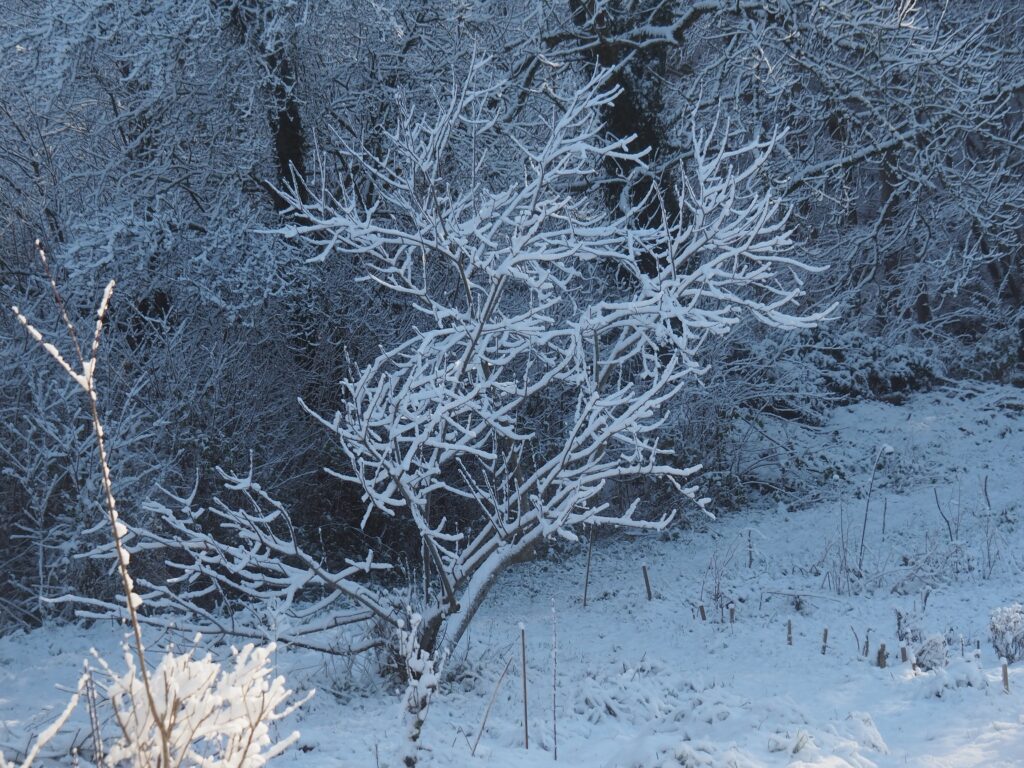 La contré sous la neige