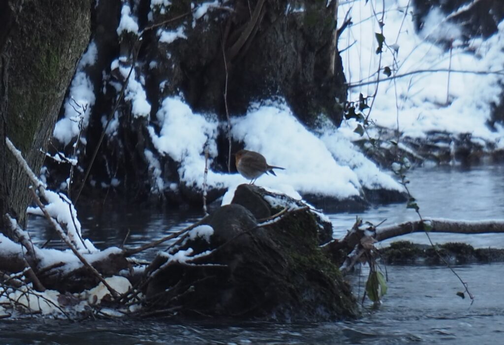 Rouge Gorge à la Contré