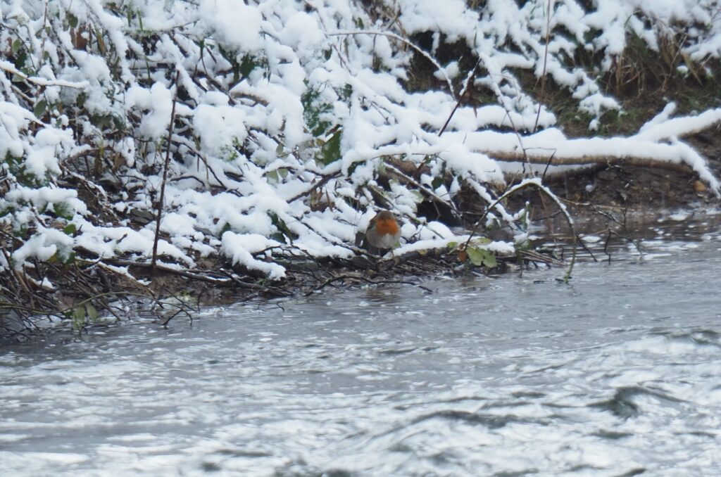 Rouge Gorge à la Contré