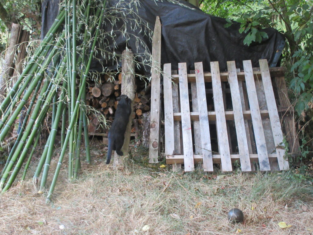 Aloé grimpe sur le tas de bois